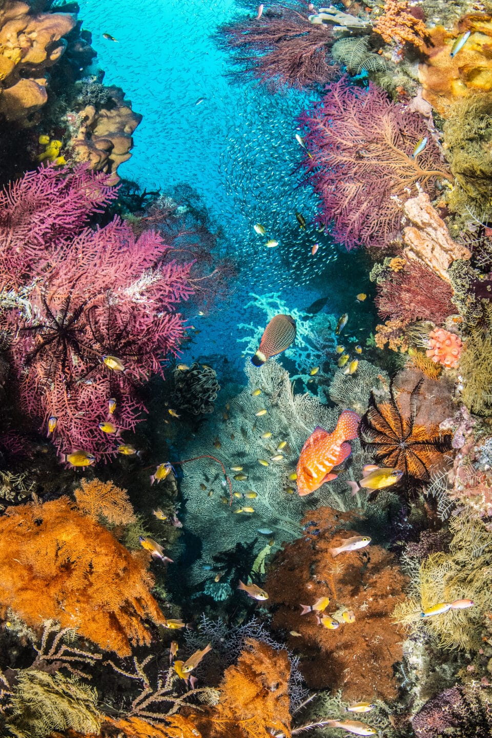 a teeming coral reef