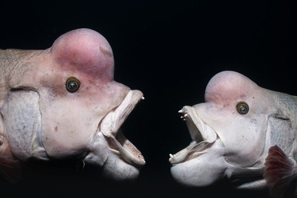 two male Asian sheepshead wrasse fighting