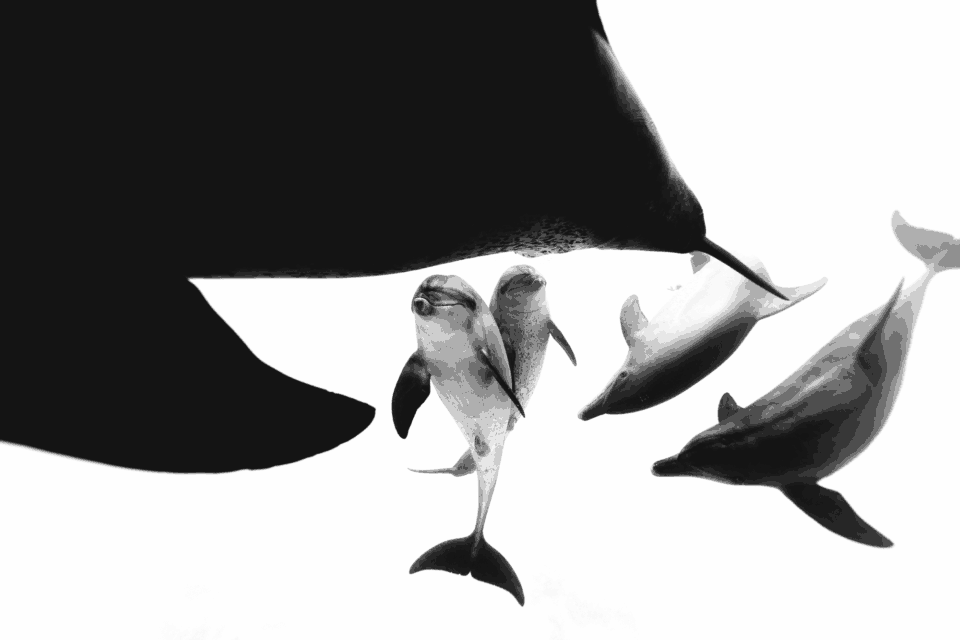a black and white photo of bottlenose dolphins swimming underwater