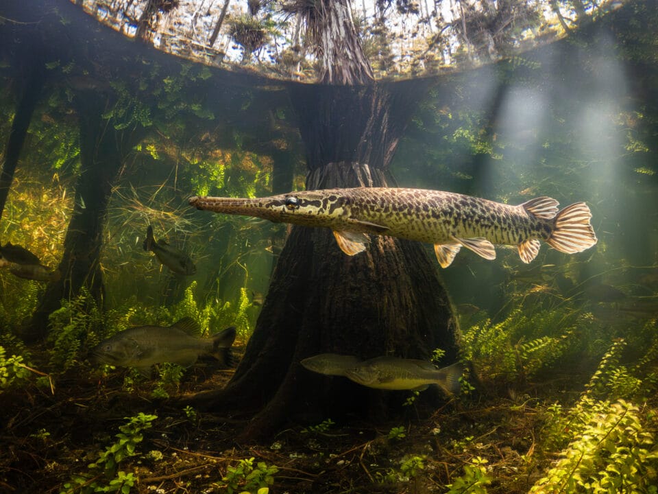 a Florida Gar swimming in a swamp