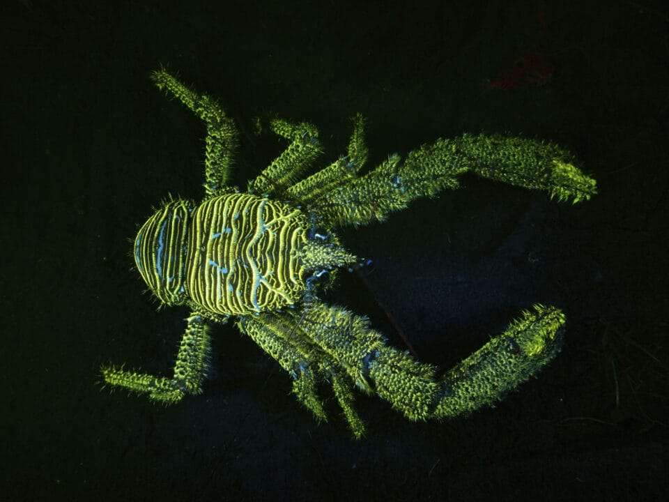 a fluorescent image of a spiny squat lobster against a black background