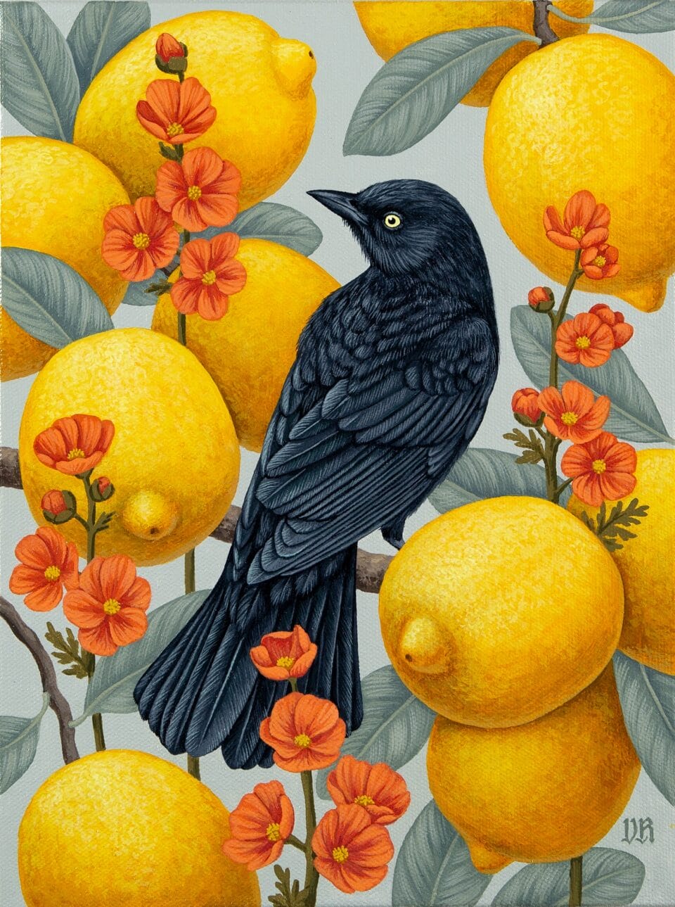 a black bird perches among lemons and small orange flowers