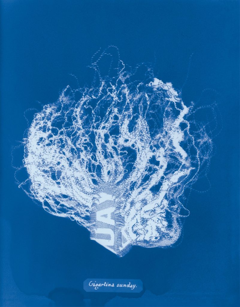 Mandy Barker’s Cyanotypes Revive a Pioneering Botanist’s Book to Warn About Synthetic Debris