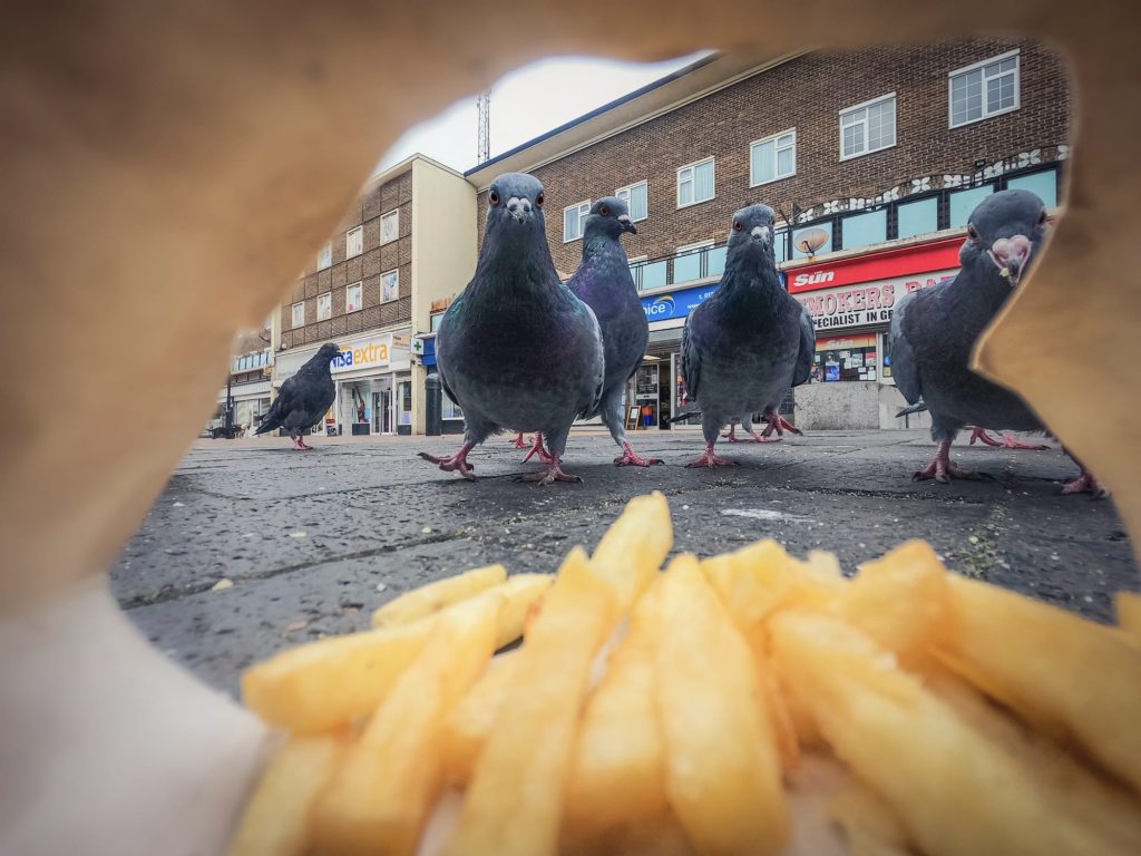 Feral Pigeons and a Feisty Fox Take Top Honors in the  2025 British Wildlife Photography Awards