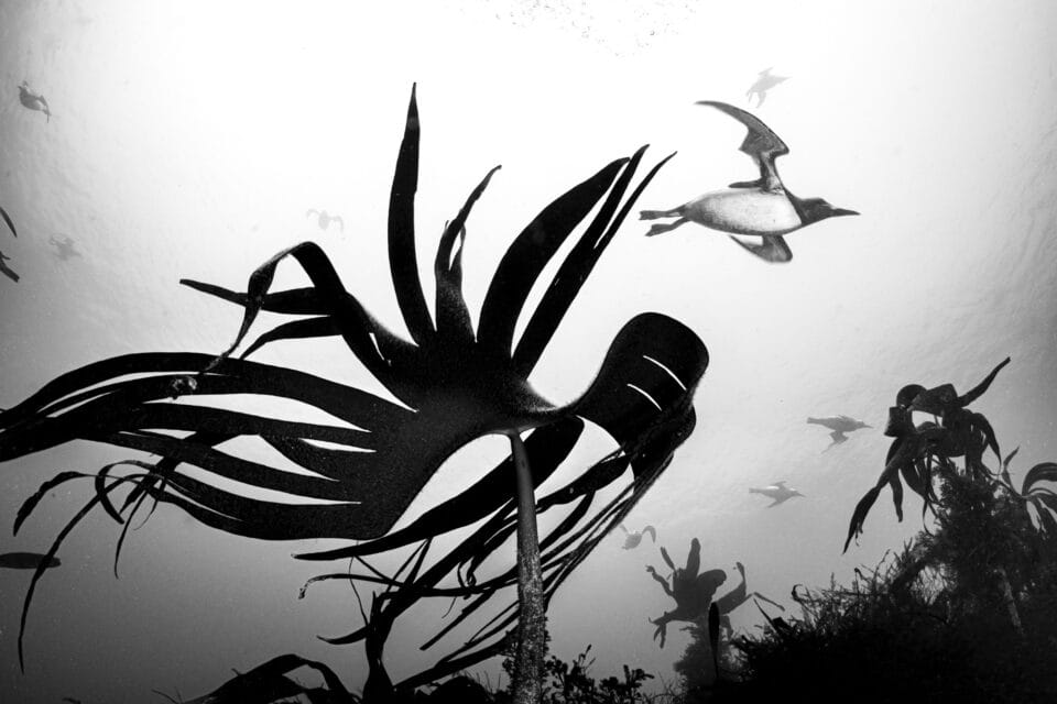 a black-and-white underwater photographer of a guillemot swimming above some seaweed