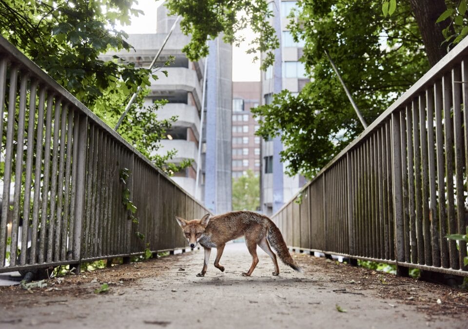a photograph of a fox on a pedestrian bridge in Bristol