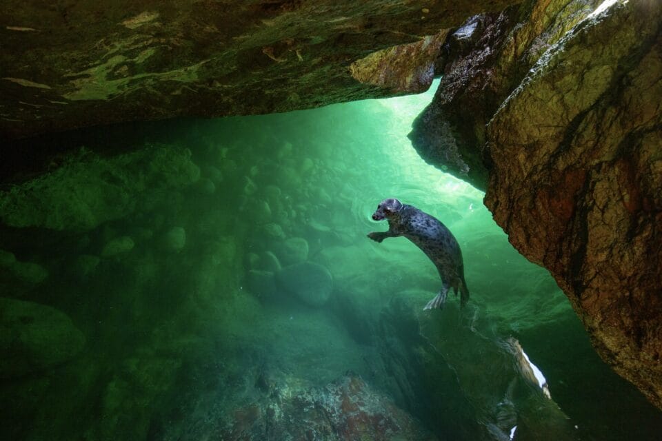 a seal swims in water illuminated green within a cave