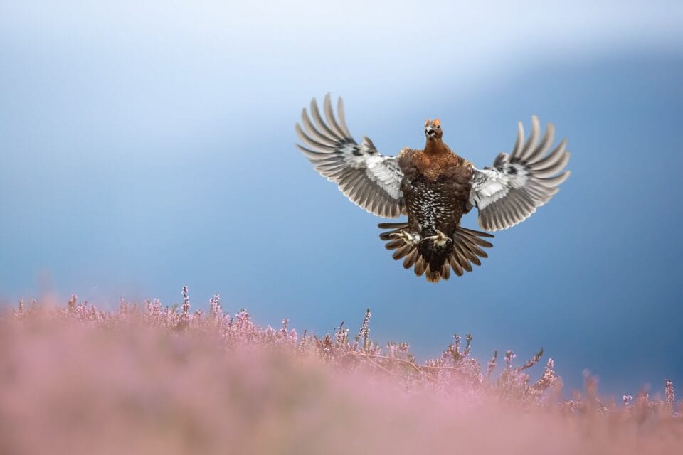 a red grouse flying up over some heather