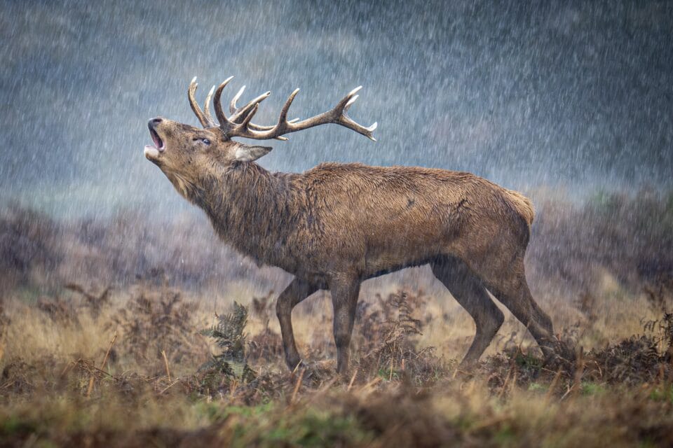a male red deer bugling in the rain