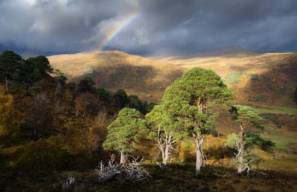 a landscape photograph of a rainbow and sunshine hitting the top of a Highland mountainside in Scotland, with illuminated Scots pines in the foreground