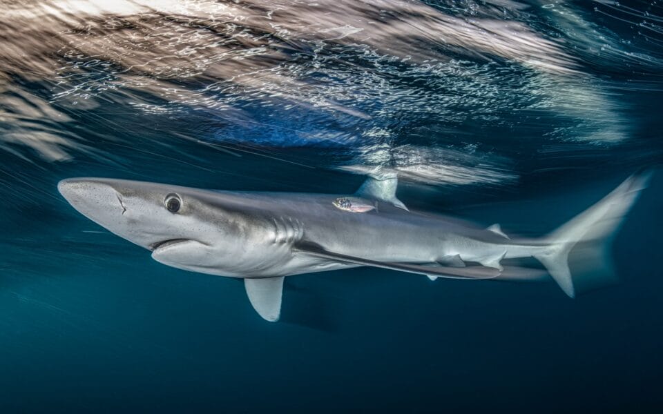 an underwater photograph of a blue shark