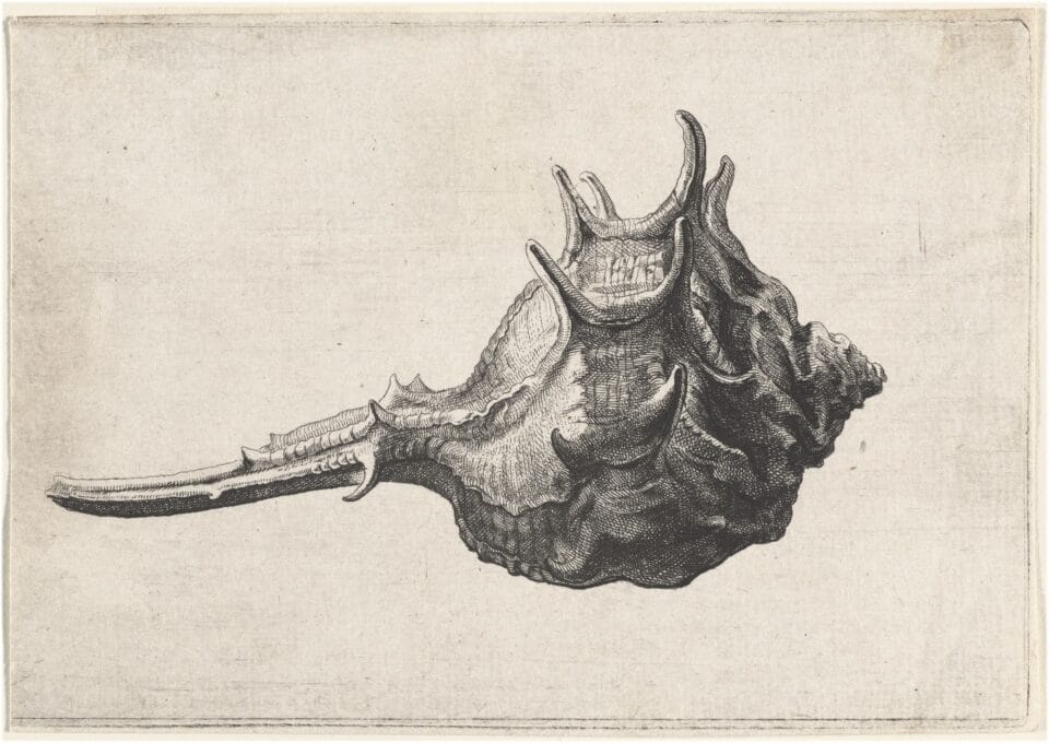 a 17th-century biological rendering of a seashell