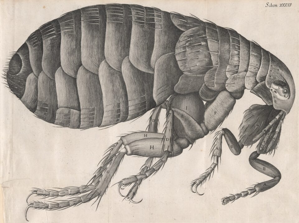 a 17th-century scientific illustration of a flea