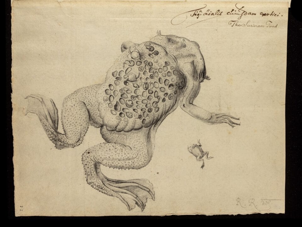 an anatomical pencil illustration of a dissected toad