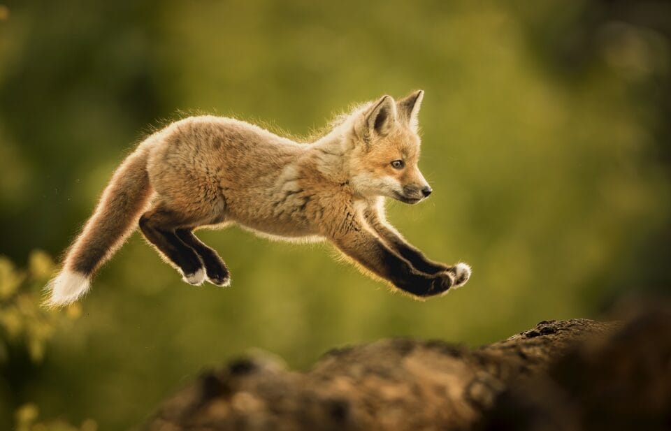 a photograph of a baby fox in midair as it jumps up onto a log