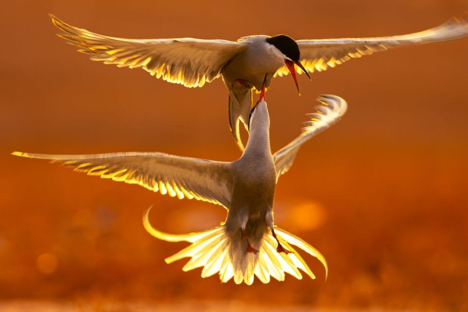 two white-cheeked terns fighting in midair, their feathers backlit by the sun