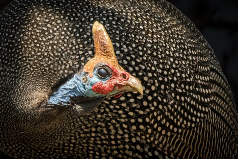 an up-close portrait of a turkey