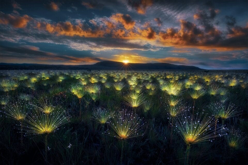 a landscape full of illuminated plants at sunset