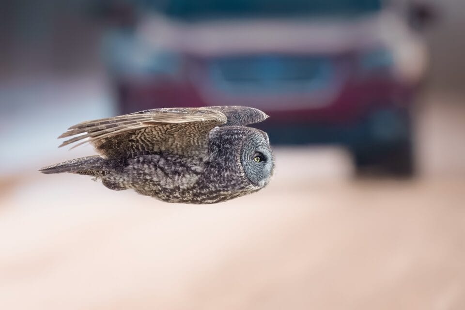 a side view of an owl mid-flight