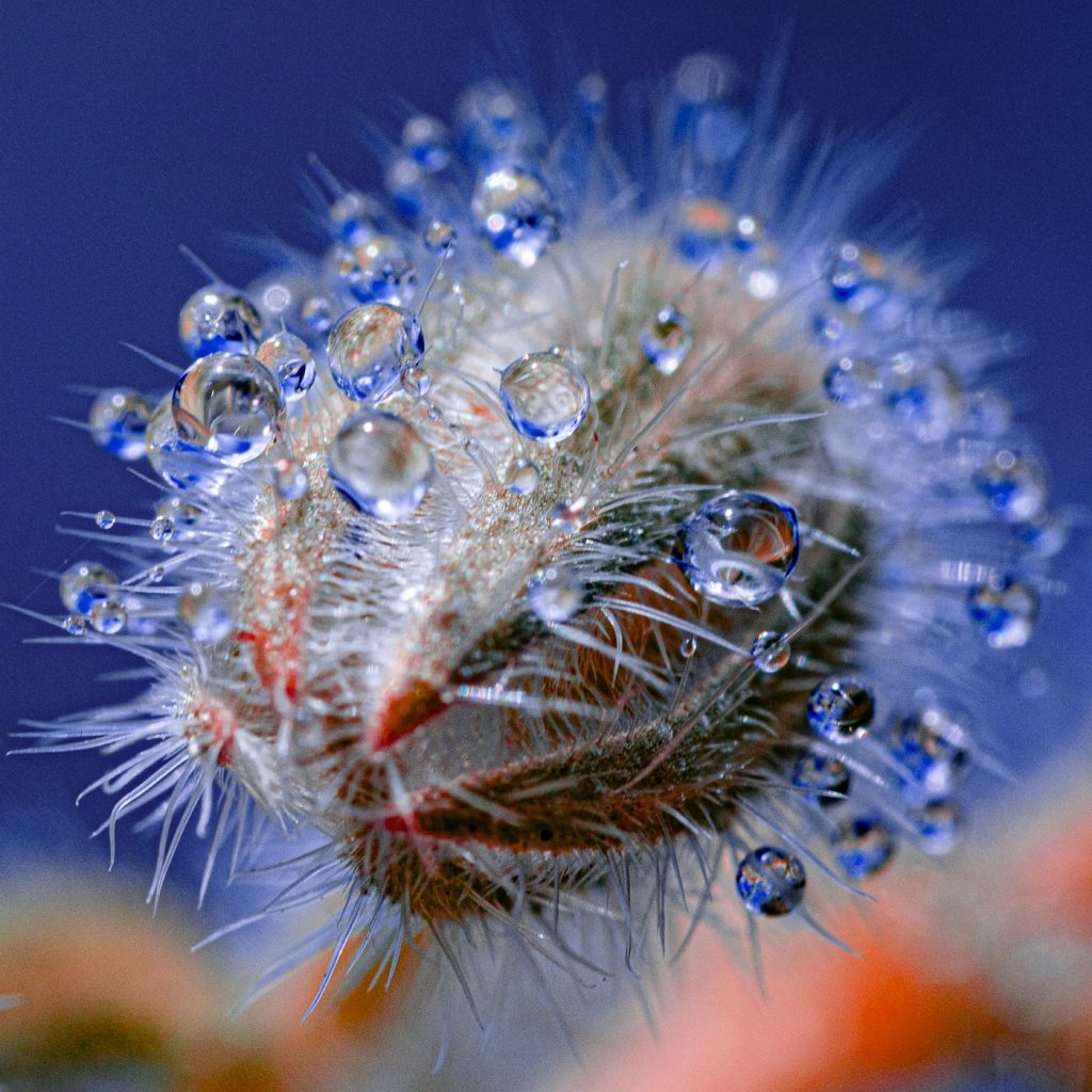 Water Droplets Cling to Fluorescent Plant Spines in Tom Leighton’s Alluring Photos