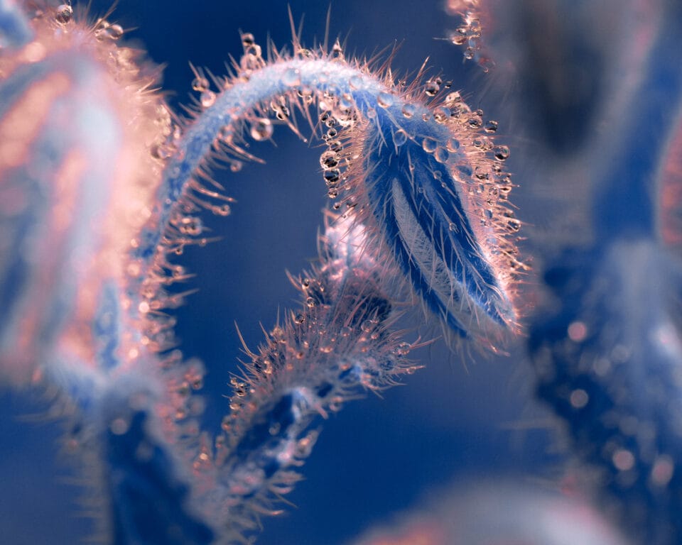 water droplets cling to spines on a vividly colored plant