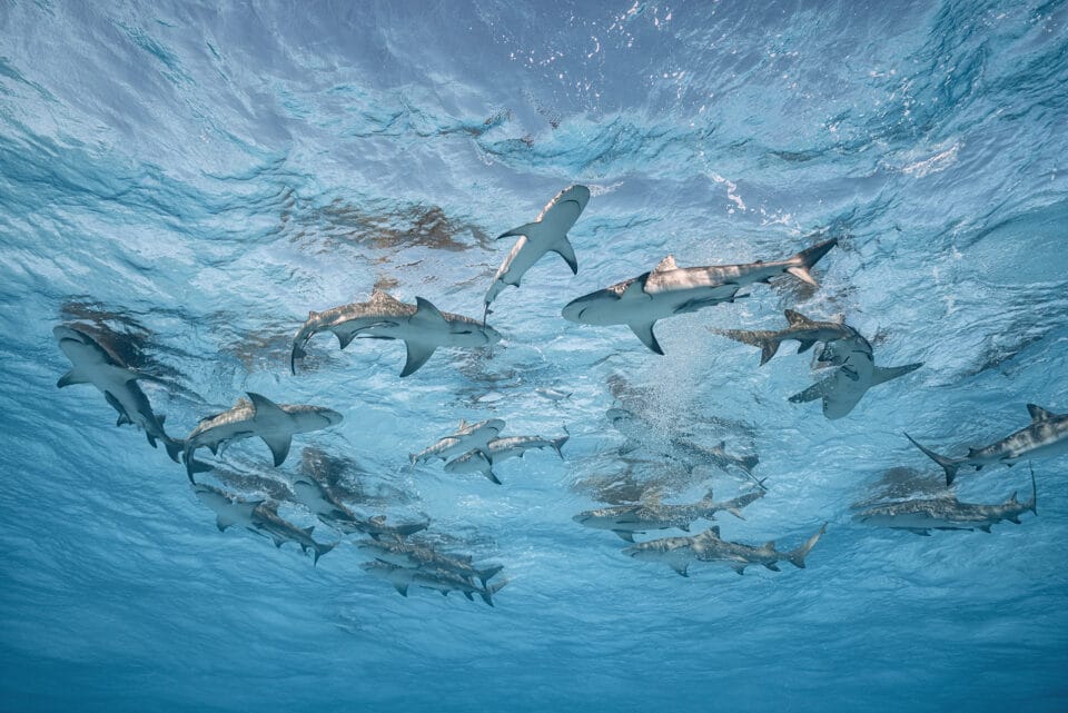 an underwater photograph of sharks swimming near the surface