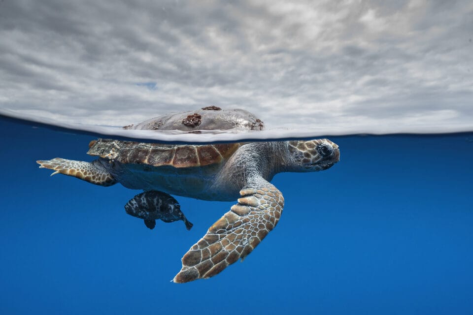a sea turtle swims near the surface of the sea
