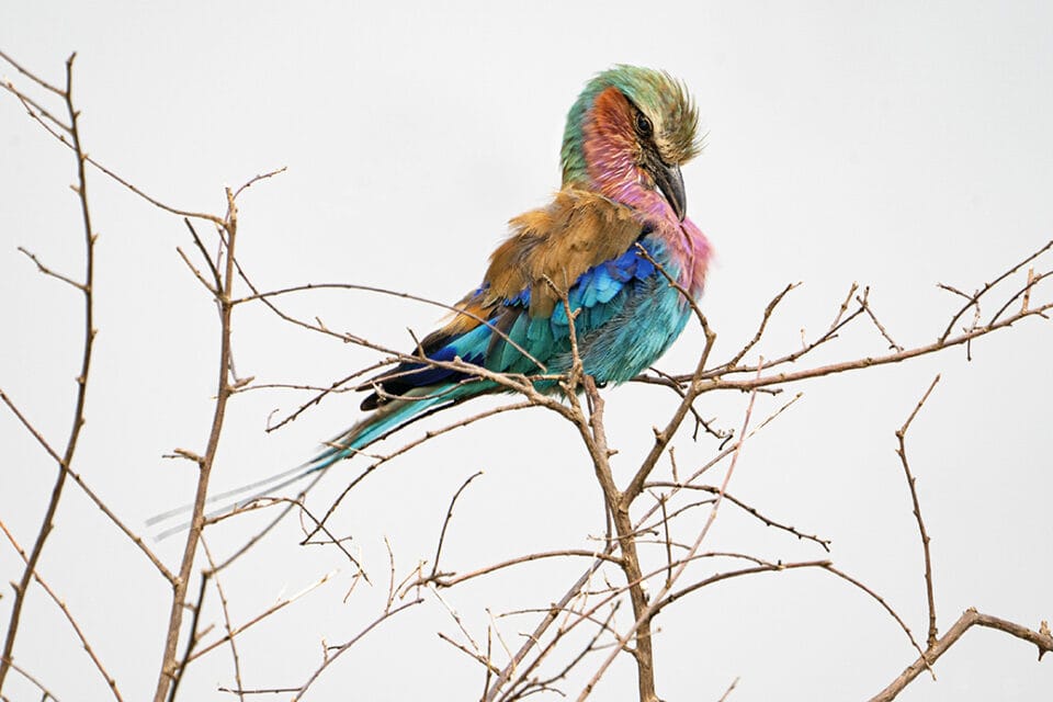 a colorful tropical bird perches on a branch