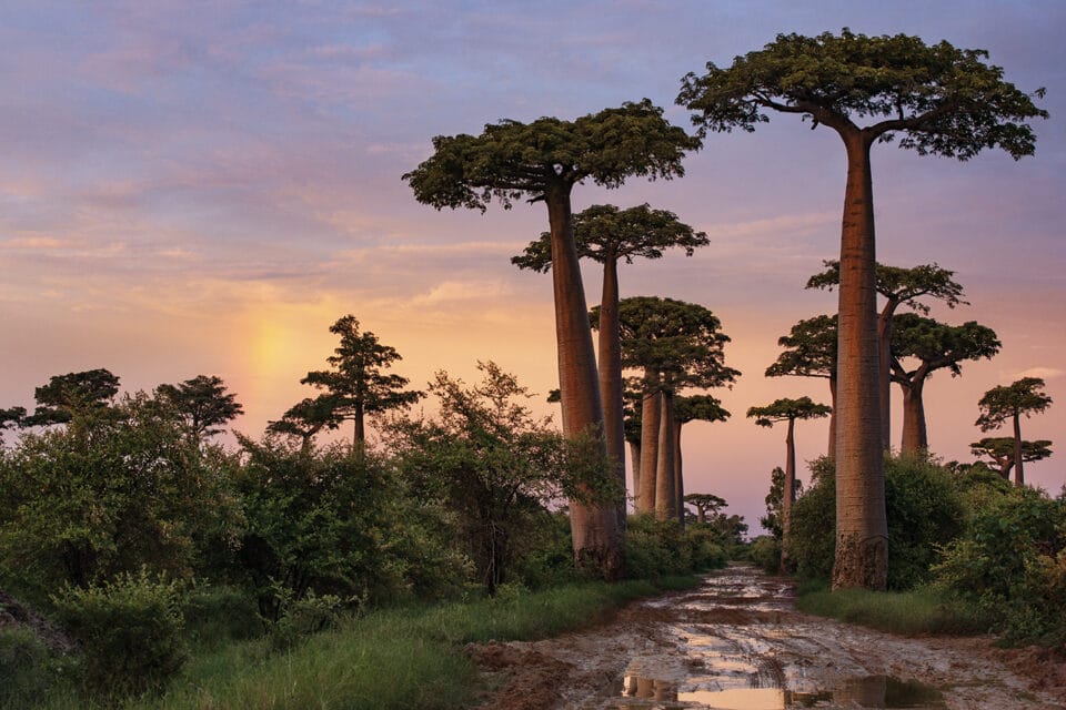 a photograph of tall trees and a path in a wooded parkland setting at sunset