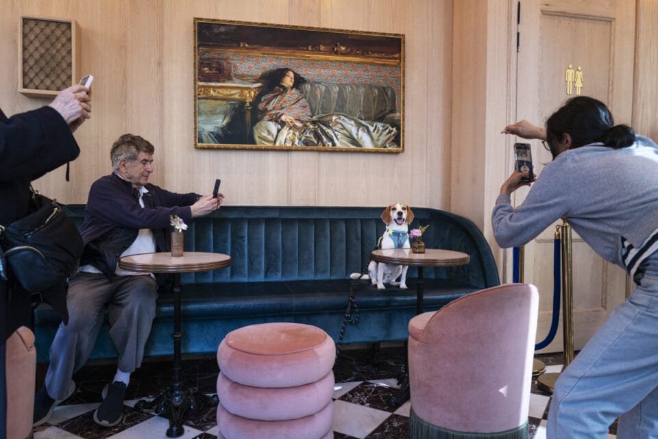 people surround a dog sitting on a velvet blue sofa at a table to take its photo
