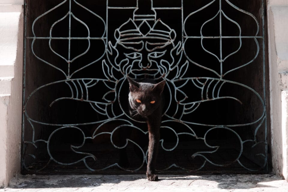a cat walks through a hole in a drawn deity on a wall